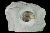 Jurassic Ammonite (Asteroceras) Fossil - Dorset, England #171301-2